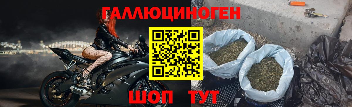 Галлюциногенные грибы Psilocybe Камышин